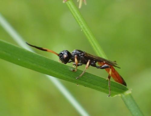 Alomya debellator